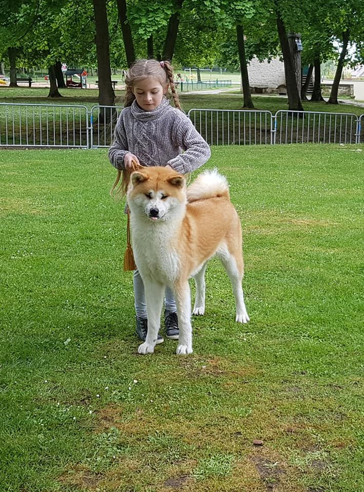 O'fuji go Des dragons du soleil rouge