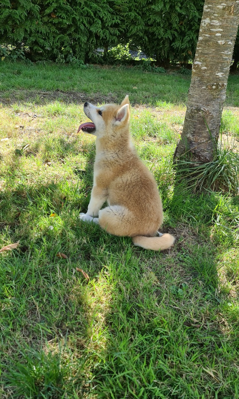 Christelle Esnault - Chiots disponibles - Akita