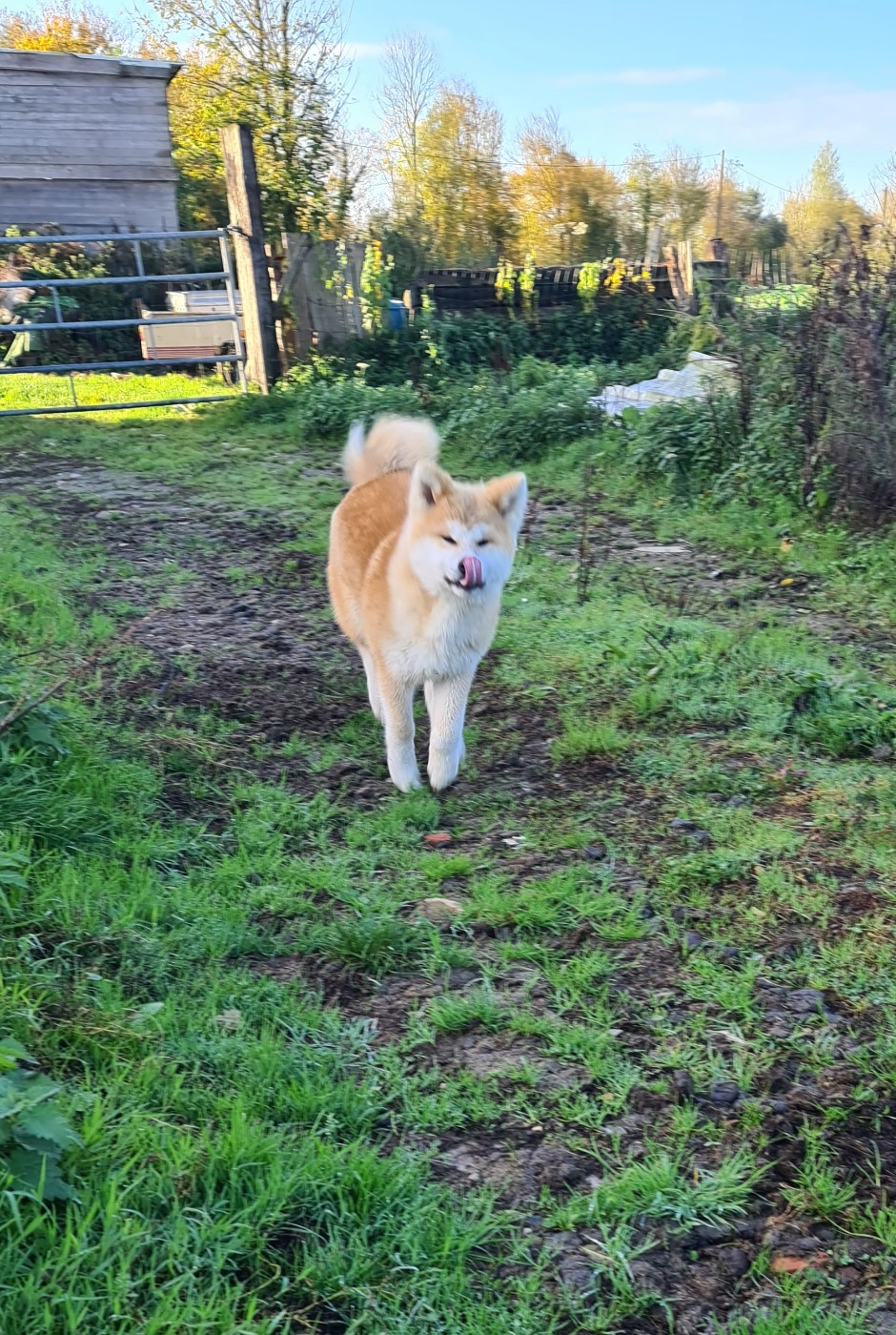 Christelle Esnault - Chiots disponibles - Akita