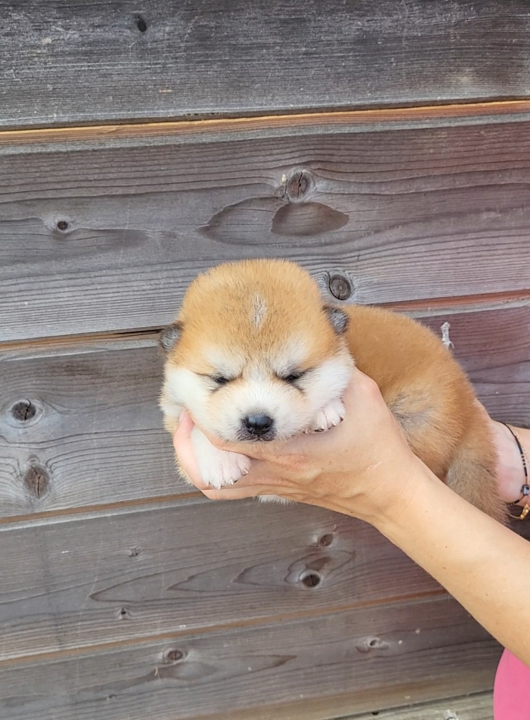 Christelle parmentier - Chiots disponibles - Akita