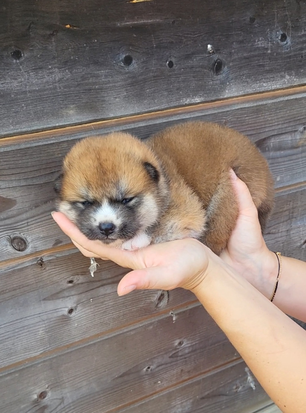 Christelle parmentier - Chiots disponibles - Akita