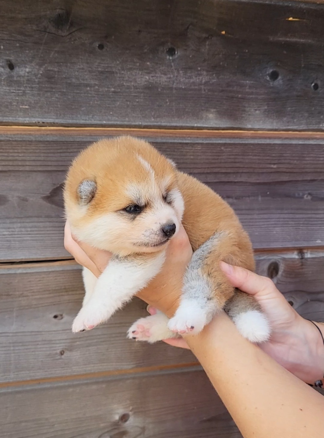 Christelle parmentier - Chiots disponibles - Akita