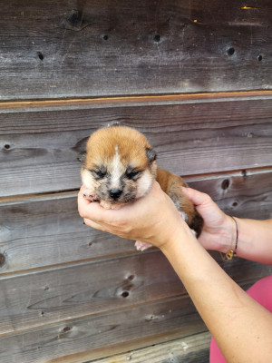Chiot N°3
