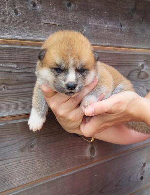 Chiot N°5