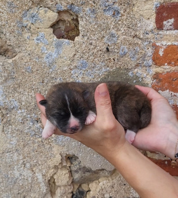 Chiot N°1